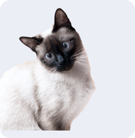 Для кошек