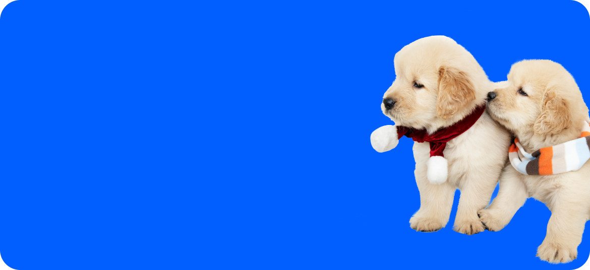 dog1.jpg